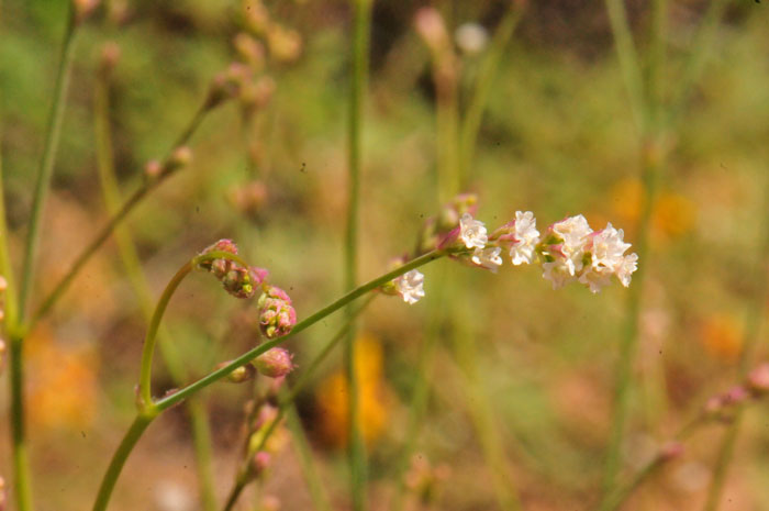 Boerhavia wrightii, Largebract Spiderling